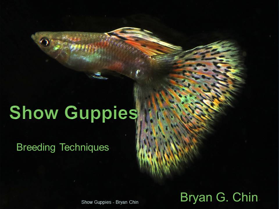 Presentation guppies fancy